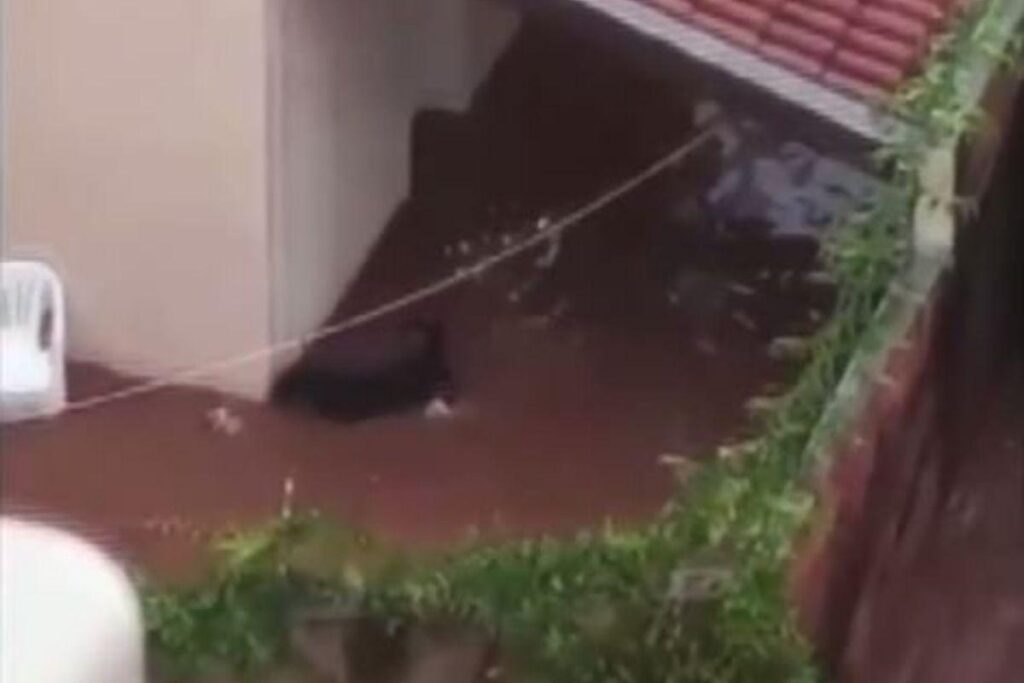 O reencontro do rottweiler com os malteses