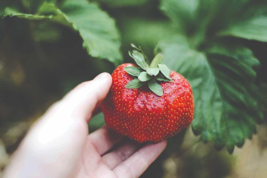 Conheça os benefícios do morango na alimentação