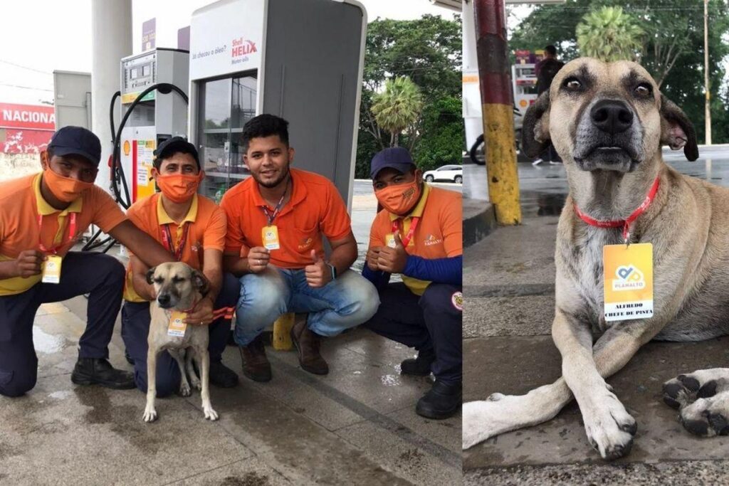 Alfredo é o xodó do posto de gasolina