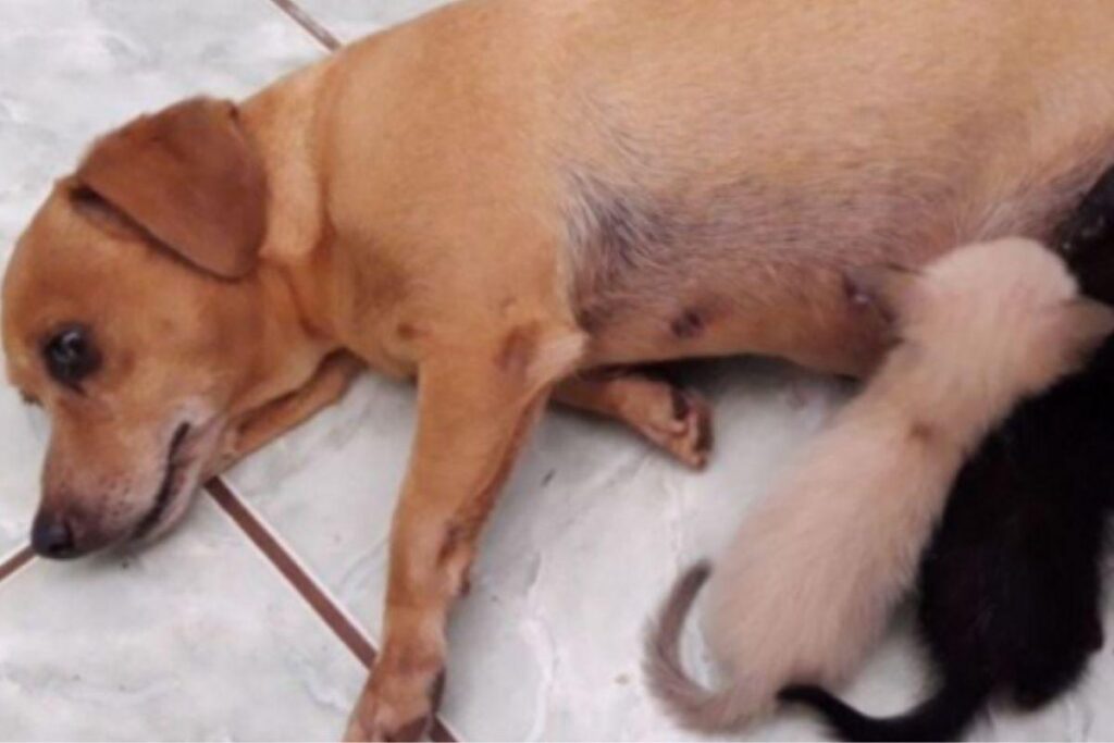 Cachorra adota 3 filhotes de gato