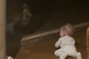 Guepardo tenta atacar bebê