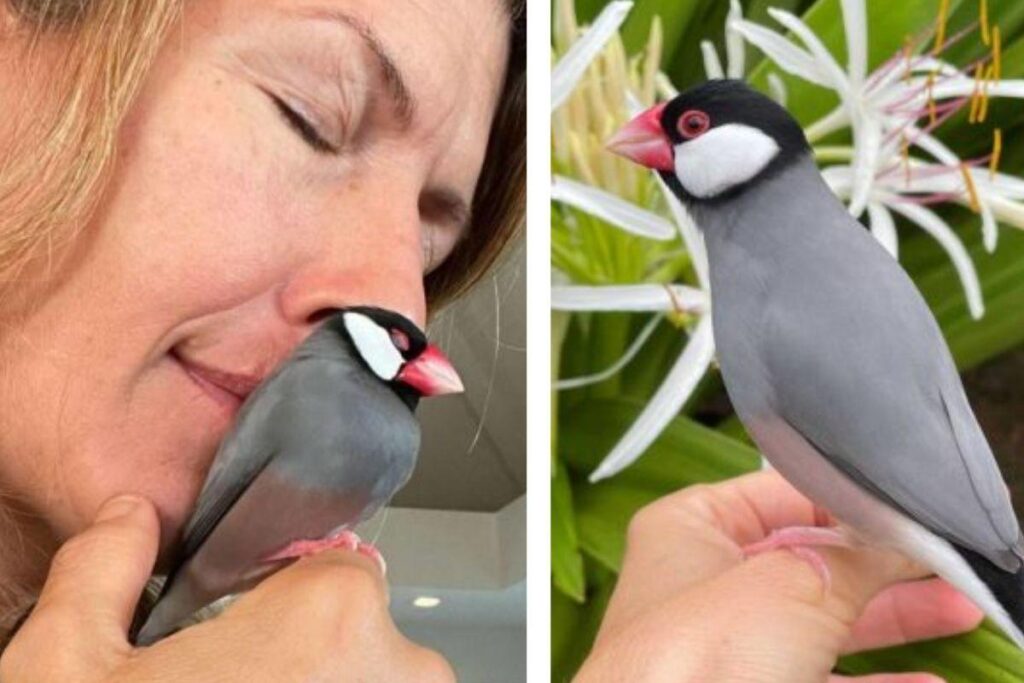 Dave e Carol salvaram a vida do animal quando ele ainda era bem filhote