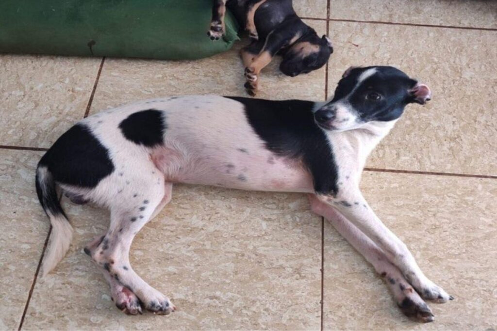 Ikki possui mais pintas pretas do que Paolo