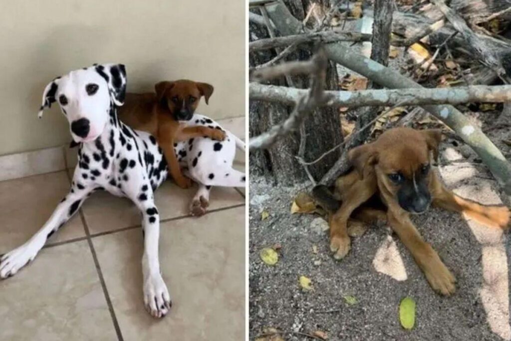 Momento que dálmata procura filhote na floresta dos EUA