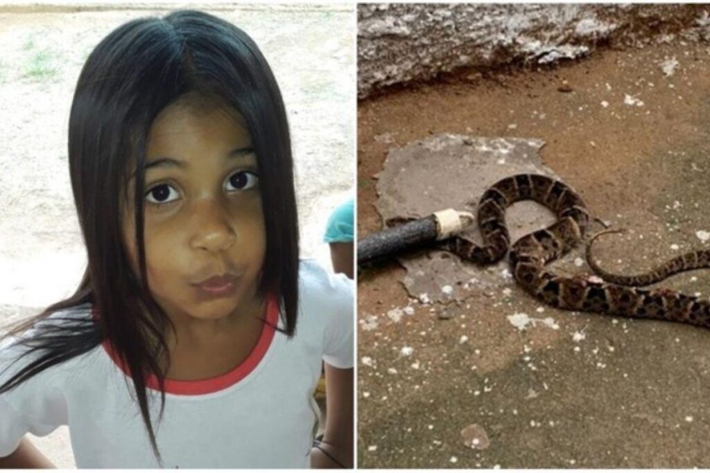 Menina de 5 anos é picada por cobra dentro de sala de aula