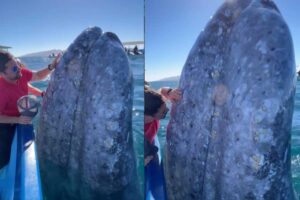 Baleia-cinzenta ganha beijos e abraços de turistas no México