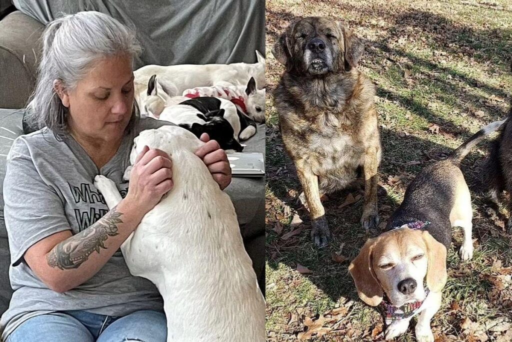 Valerie percebeu que diversos cães idosos não eram aceitos em abrigos por conta da idade, e por isso, decidiu abrir o próprio espaço para recebê-los