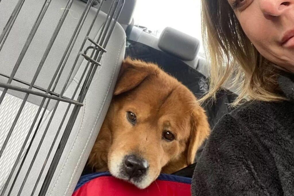 O golden foi encontrado com outros 2 cachorros