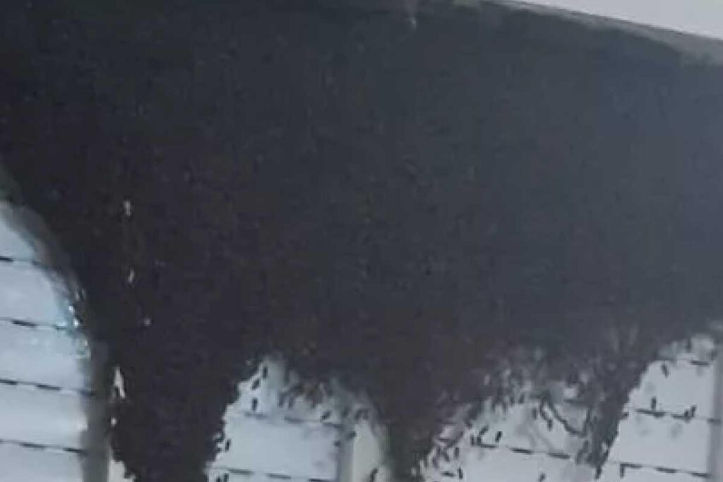 Enxame de abelhas chama atenção de moradora e ela precisa acionar bombeiros