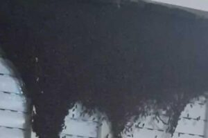 Enxame de abelhas chama atenção de moradora e ela precisa acionar bombeiros