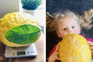 Mãe mostra limão ‘gigante’ que encontrou: “É maior que a cabeça do meu filho de um ano”