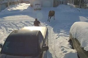 O cachorro não pensou duas vezes para enfrentar o animal selvagem!