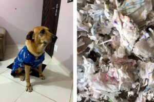 Cachorro rasga colchonete e dona encontra absorventes usados em vez de espuma