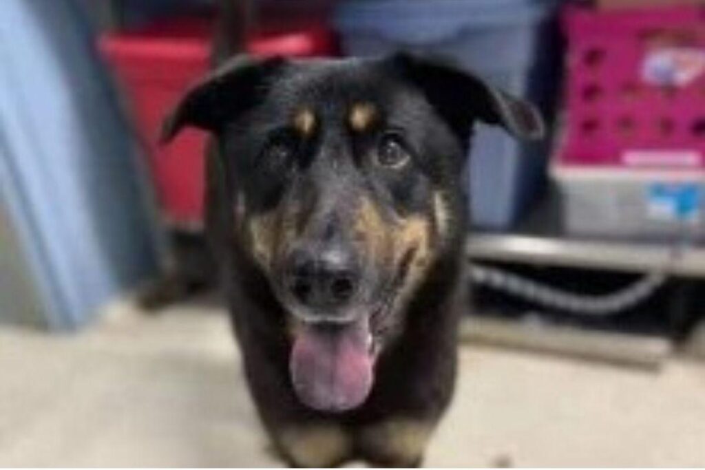 Um cachorro foi abandonado pela família após acharem que ele é gay