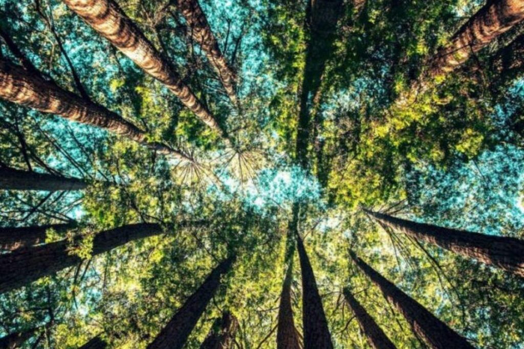 A arara preparou o filhote para o primeiro voo