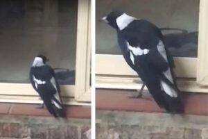 Vídeo mostra pássaro latindo igual cachorro para chamar atenção de família