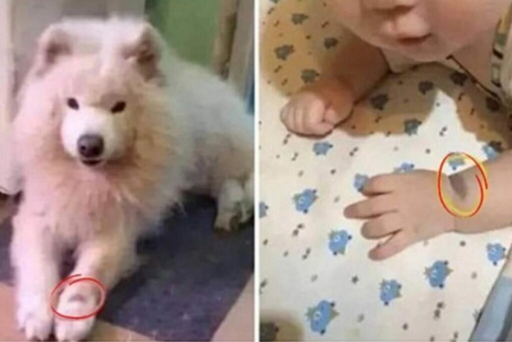 O bebê nasceu com a mesma mancha do animal falecido de sua mãe