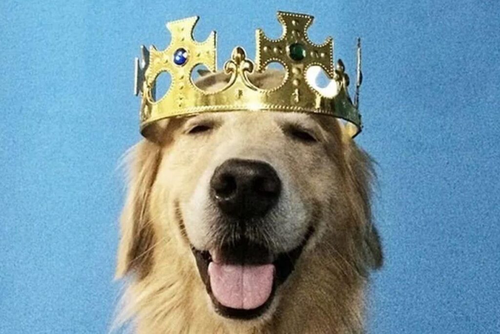 Os cachorros se comunicam com os donos através da expressão