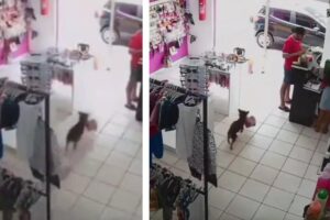 Vídeo mostra cachorro ‘furtando’ urso de pelúcia em loja no interior de São Paulo