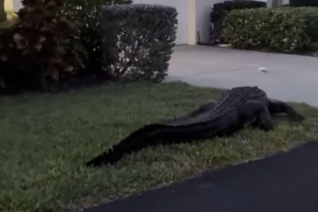 Os aligátores foram vistos caminhando nas ruas da Flórida