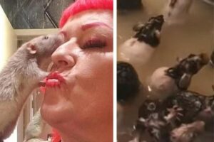 Mulher cria 50 ratos dentro de casa e dá banho neles na pia da cozinha