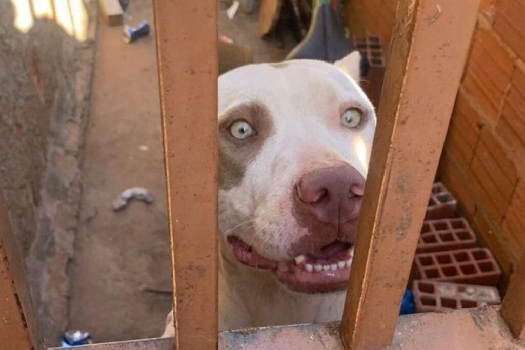 Cachorro ataca três irmãs dentro de casa no DF