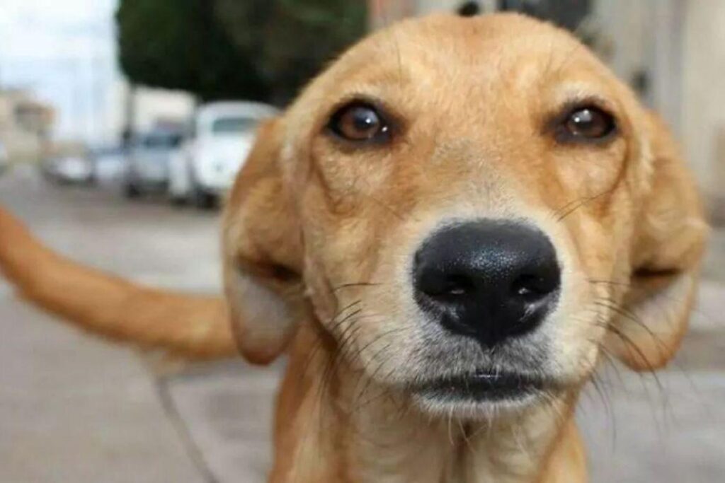 Vira-lata é o cachorro mais popular do Brasil, segundo pesquisa