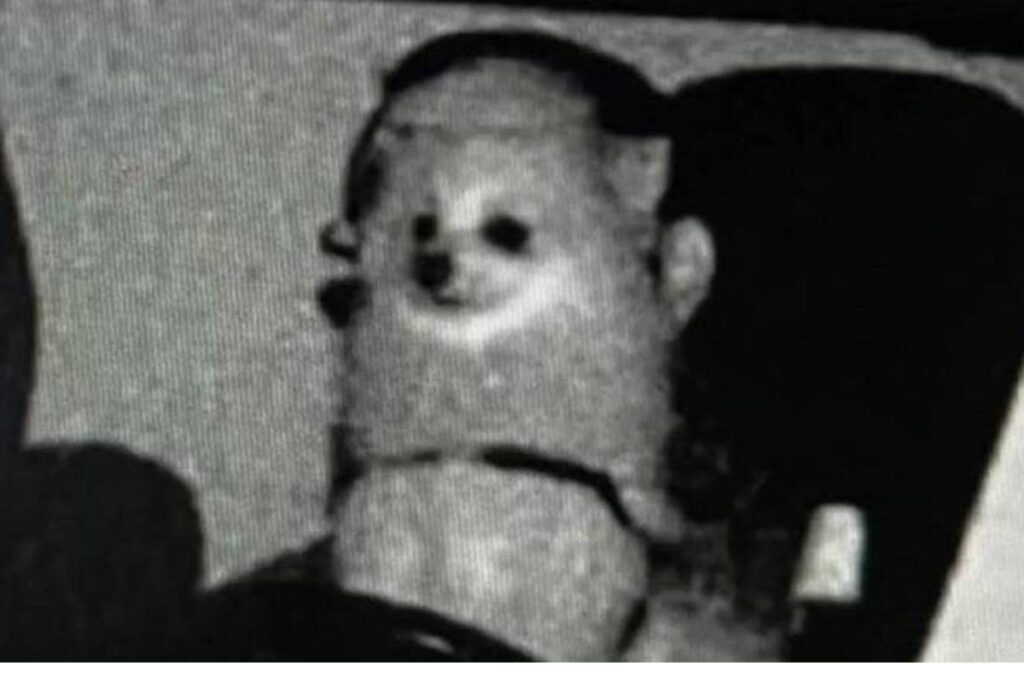 Que susto! Dono recebe multa em que o cachorro aparece dirigindo