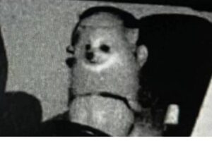 Que susto! Dono recebe multa em que o cachorro aparece dirigindo