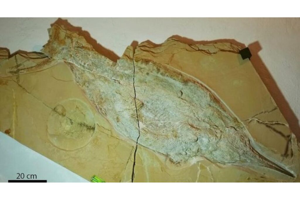 Fóssil de ictiossauro foi descoberto e empolga cientistas