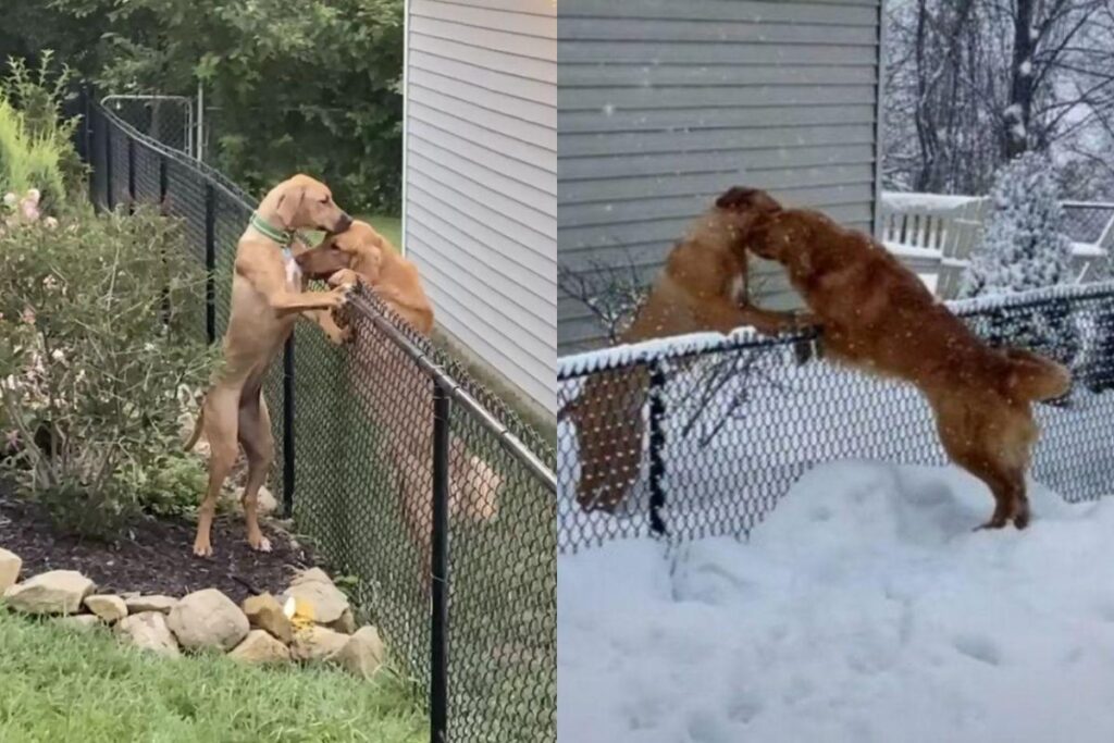 Os cachorros viraram melhores amigos mas a neve atrapalhou eles