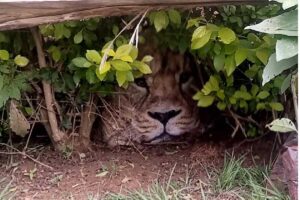 No Quênia, uma sacola deixada embaixo da escada causou uma confusão em uma vila, já que moradores acharam que havia um leão ali