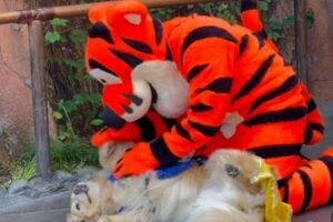 Cão guia tira folga para conhecer o personagem preferido na Disney