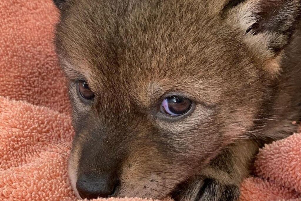 A família acreditava se tratar de um cachorro abandonado, mas era um coiote