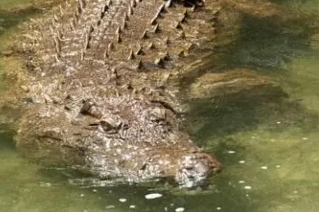 Mãe e filho foram atacados por um crocodilo