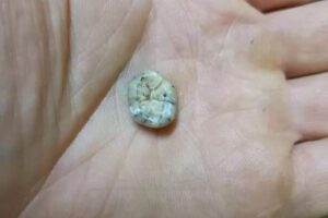 O dente de uma criança de 130 mil anos foi encontrado por pesquisadores