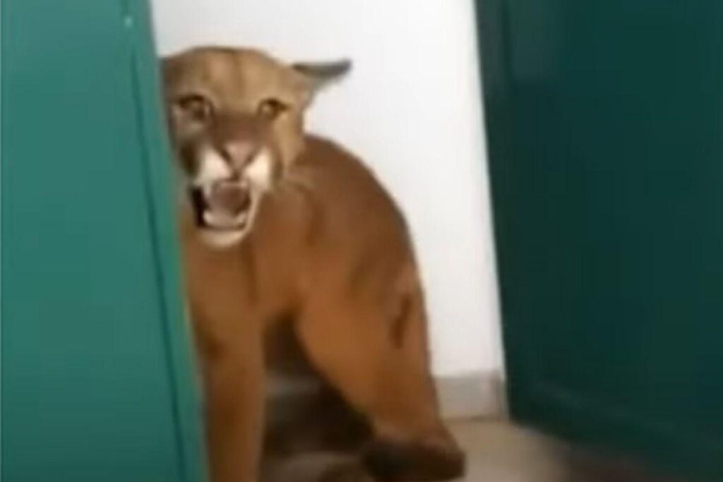 O menino estava jogando futebol quando foi ao banheiro e deu de cara com o animal