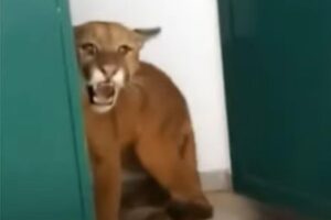 O menino estava jogando futebol quando foi ao banheiro e deu de cara com o animal