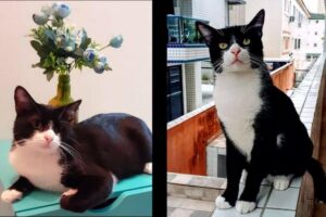 Gato “fujão” pega carona escondido em carro de família e some por dias