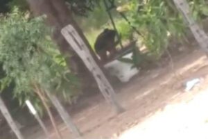 A mulher foi flagrada agredindo brutalmente o filho de 8 anos