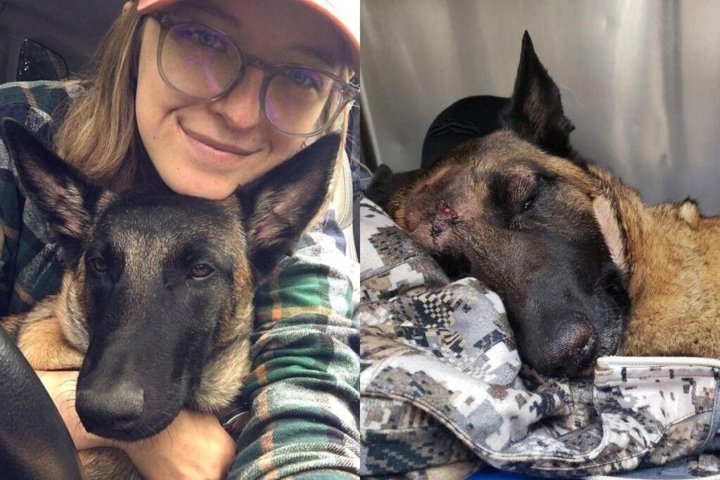 A cachorra lutou contra o leão das montanhas para proteger a tutora