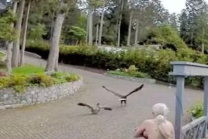 Cait nem ao menos percebeu que estava sem blusa quando correu para salvar o ganso