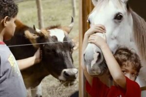 A ONG Conecta promove a terapia com animais