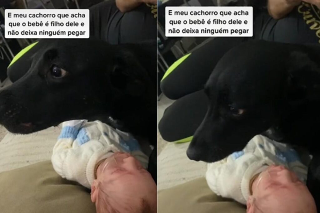 Vídeo: Cachorro acha que “bebê” é filho dele e não deixa ninguém pegar