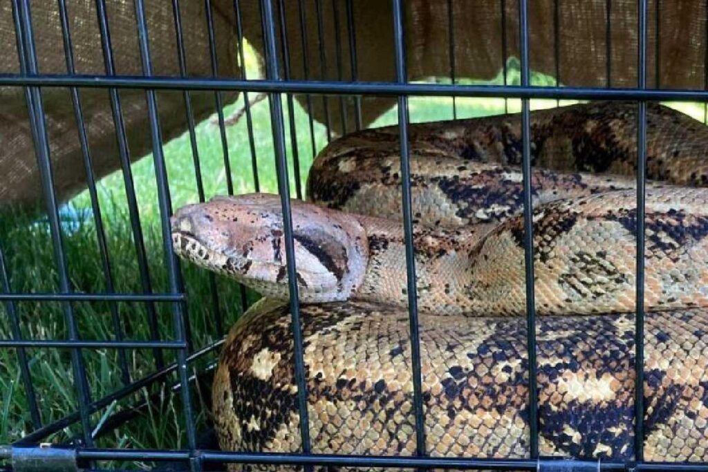 Cobra de mais de 2 metros aparece em quintal de casa em Nova Iorque