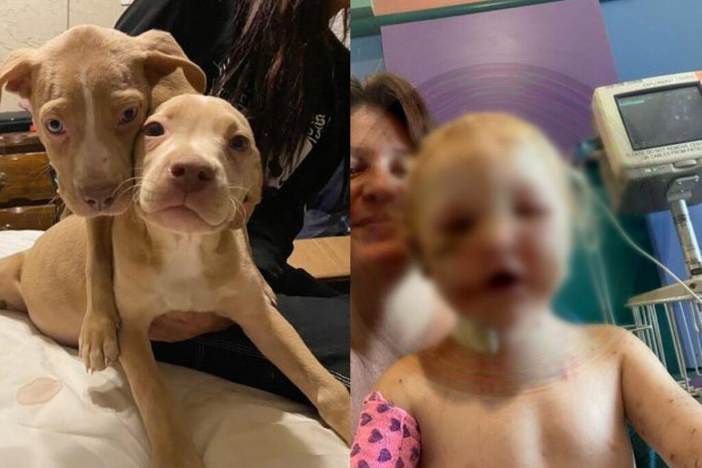 Felicity, de 2 anos, foi atacada por 4 filhotes de labrador
