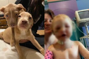Felicity, de 2 anos, foi atacada por 4 filhotes de labrador