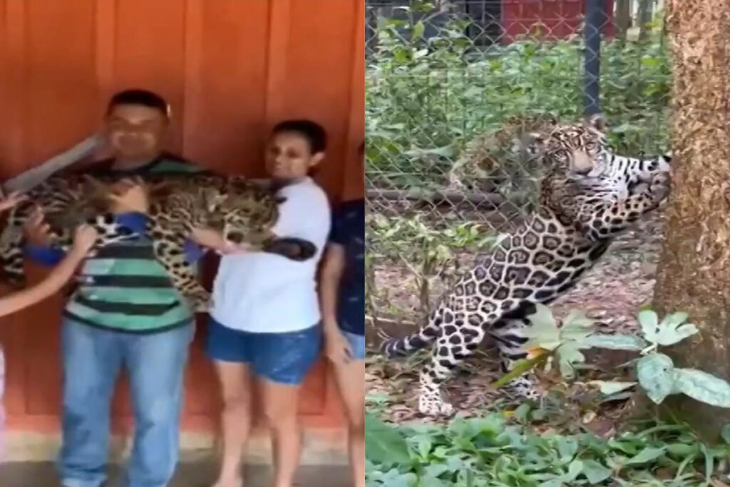 Família que criou onça-pintada como animal de estimação leva animal para instituto