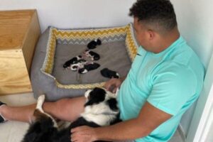 Ronaldo e as duas filhas de quatro patas, Nina e Paçoca