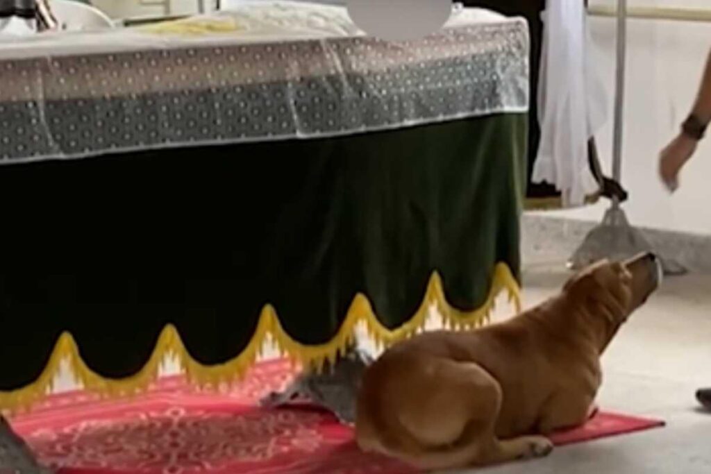 O cão acompanhou todo o velório ao lado do caixão
